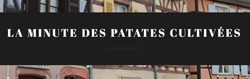 La minute des patates cultivees blog litteraire